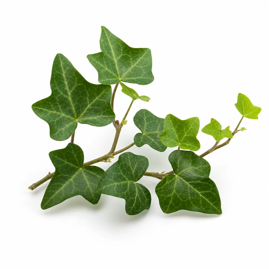 Iedera (Hedera helix) pe fundal alb