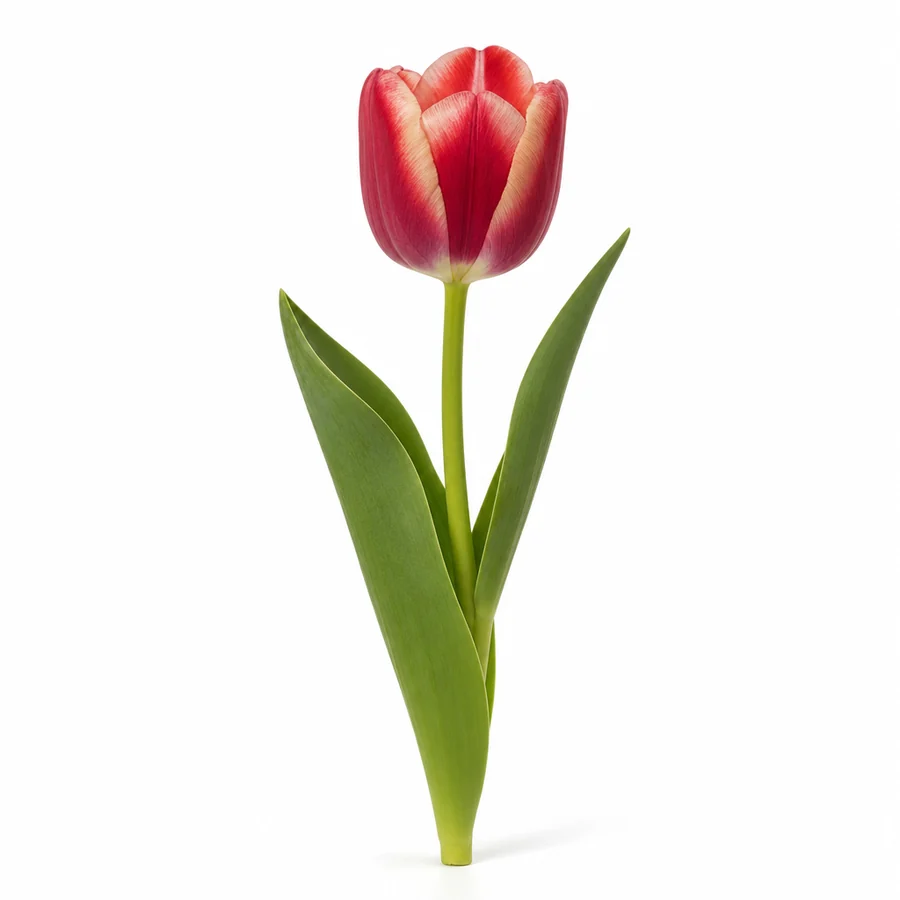 Lalea (Tulipa) pe fundal alb