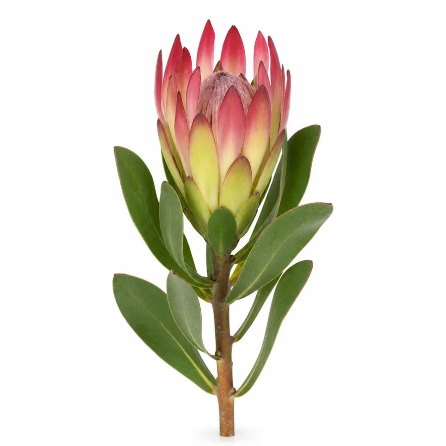 Leucadendron (Leucadendron) pe fundal alb