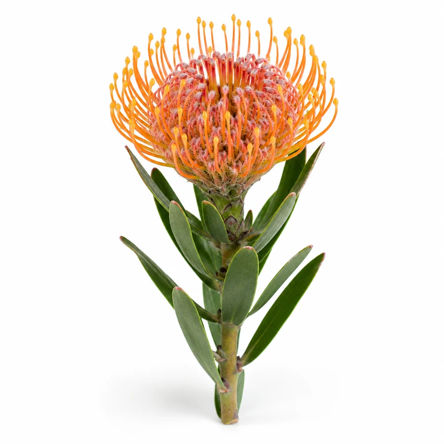 Leucospermum (Leucospermum) pe fundal alb