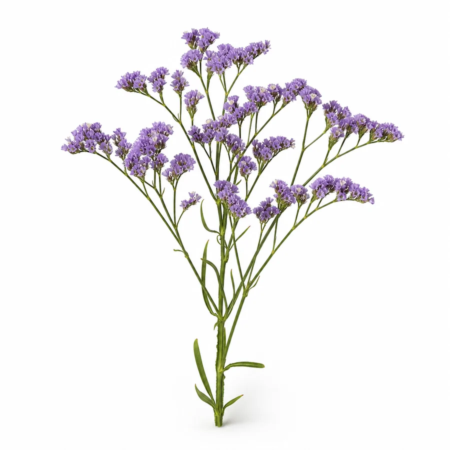Limonium (Limonium sinuatum) pe fundal alb