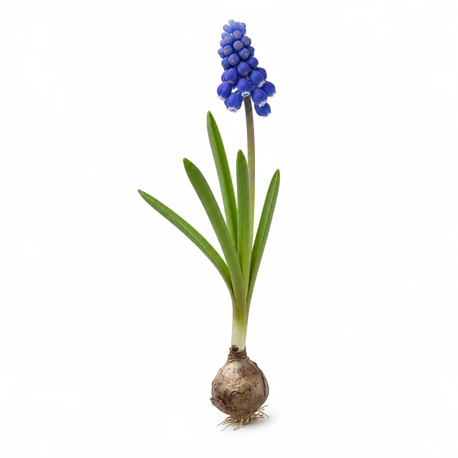 Muscari (Muscari armeniacum) pe fundal alb