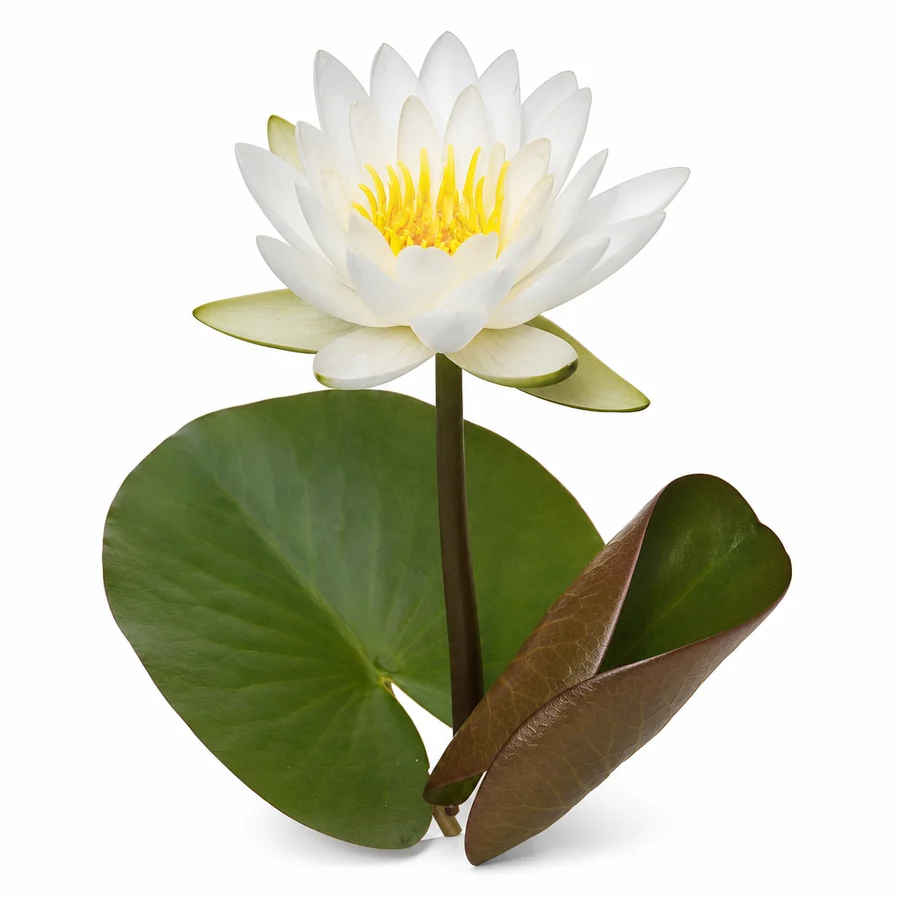 Nufar (Nymphaea) pe fundal alb