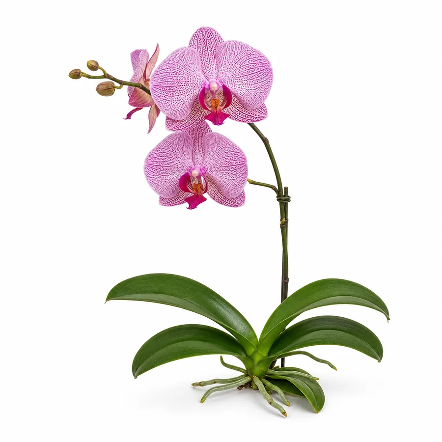 Phalaenopsis (Phalaenopsis) pe fundal alb