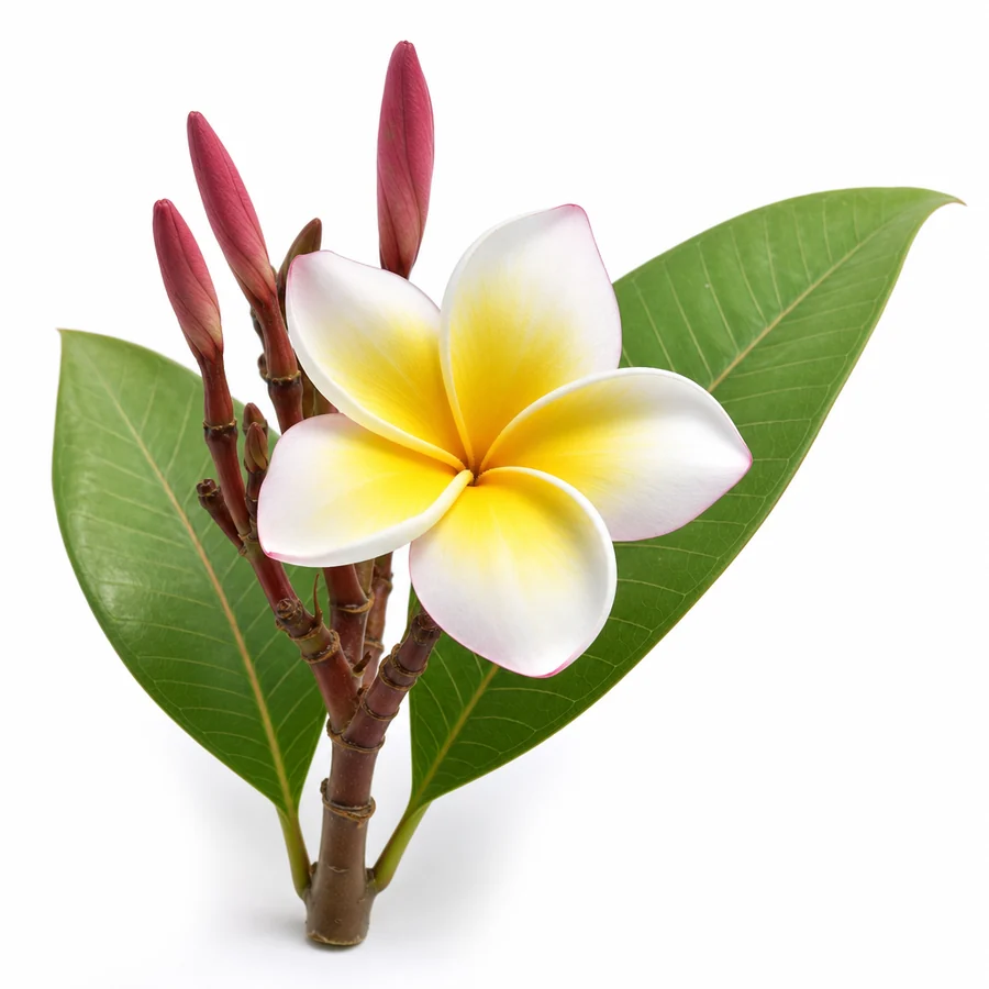 Plumeria (Plumeria rubra) pe fundal alb