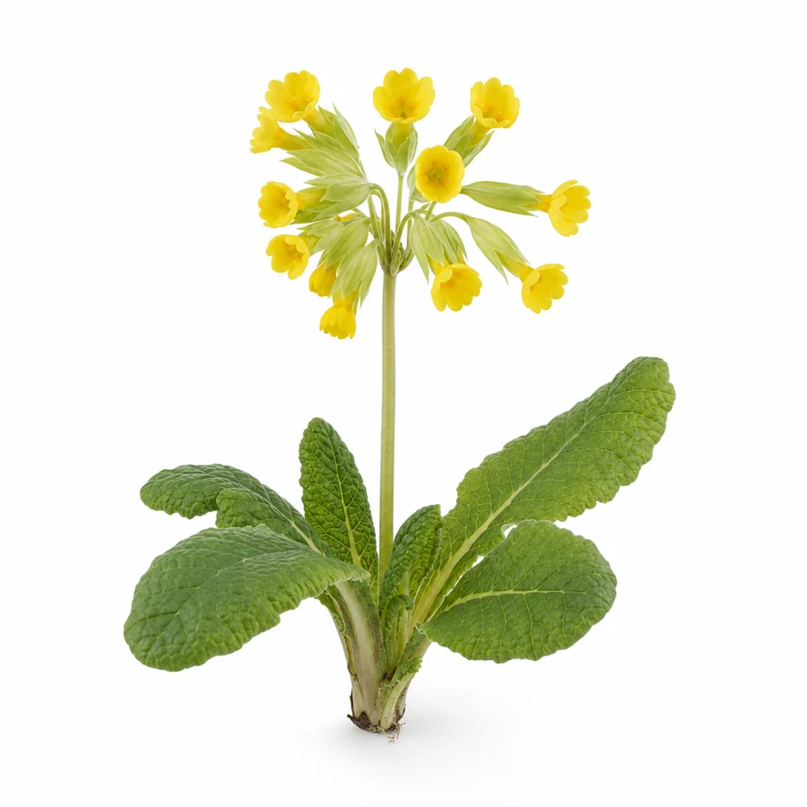Primula (Primula veris) pe fundal alb
