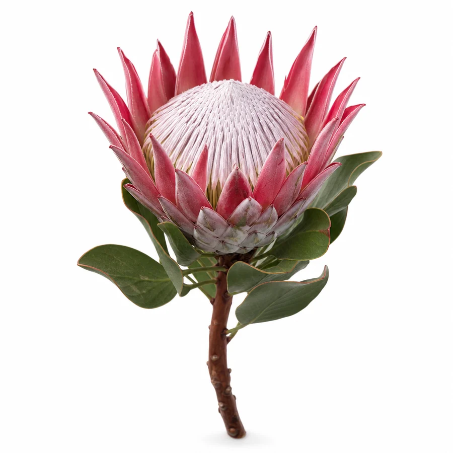 Protea (Protea) pe fundal alb