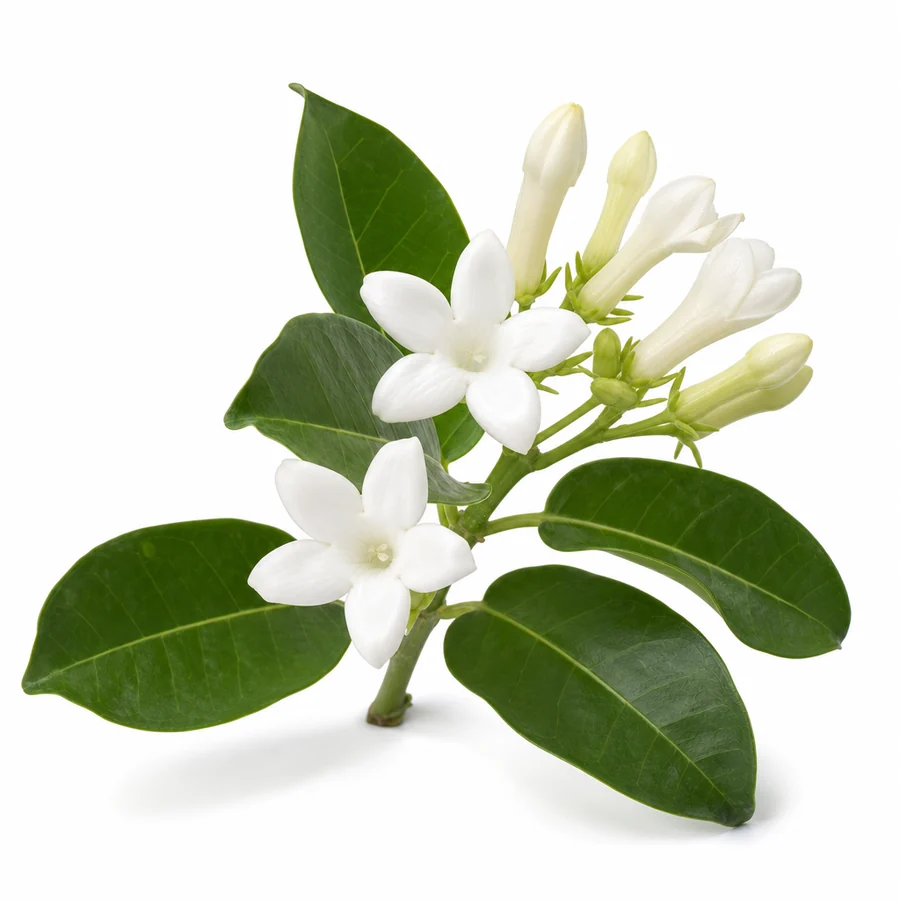 Stephanotis (Stephanotis floribunda) pe fundal alb