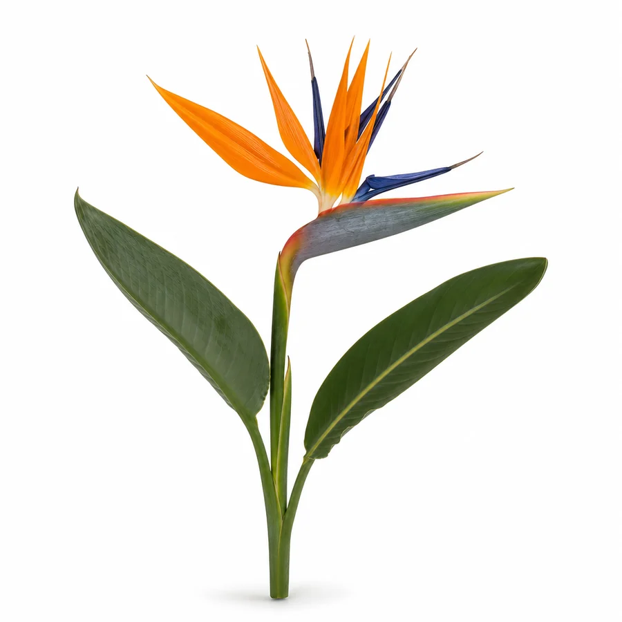 Strelitzia (Strelitzia reginae) pe fundal alb