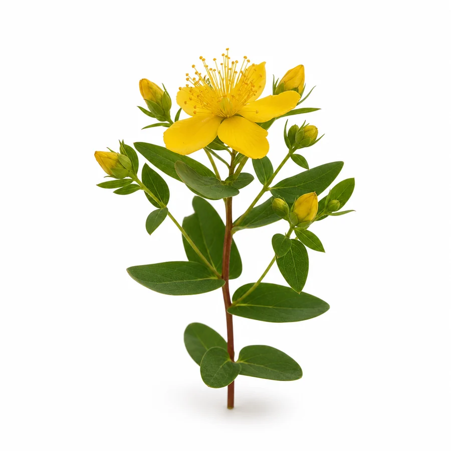 Sunatoare (Hypericum) pe fundal alb