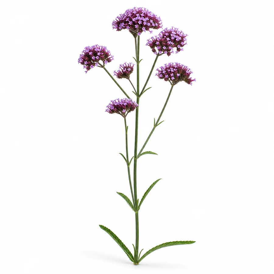 Verbena (Verbena bonariensis) pe fundal alb
