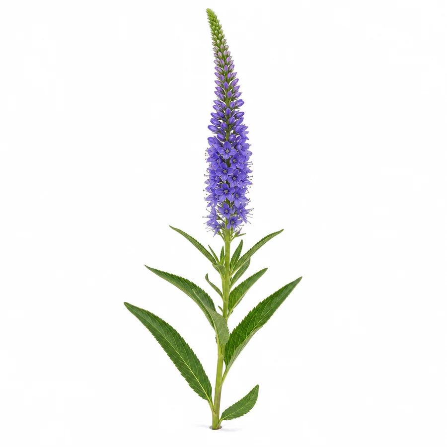 Veronica (Veronica longifolia) pe fundal alb