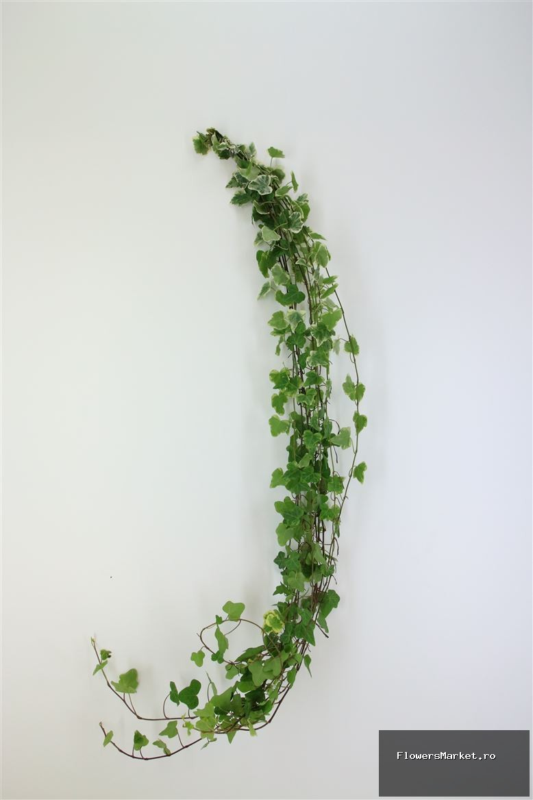 Hedera Bont (hollands)
