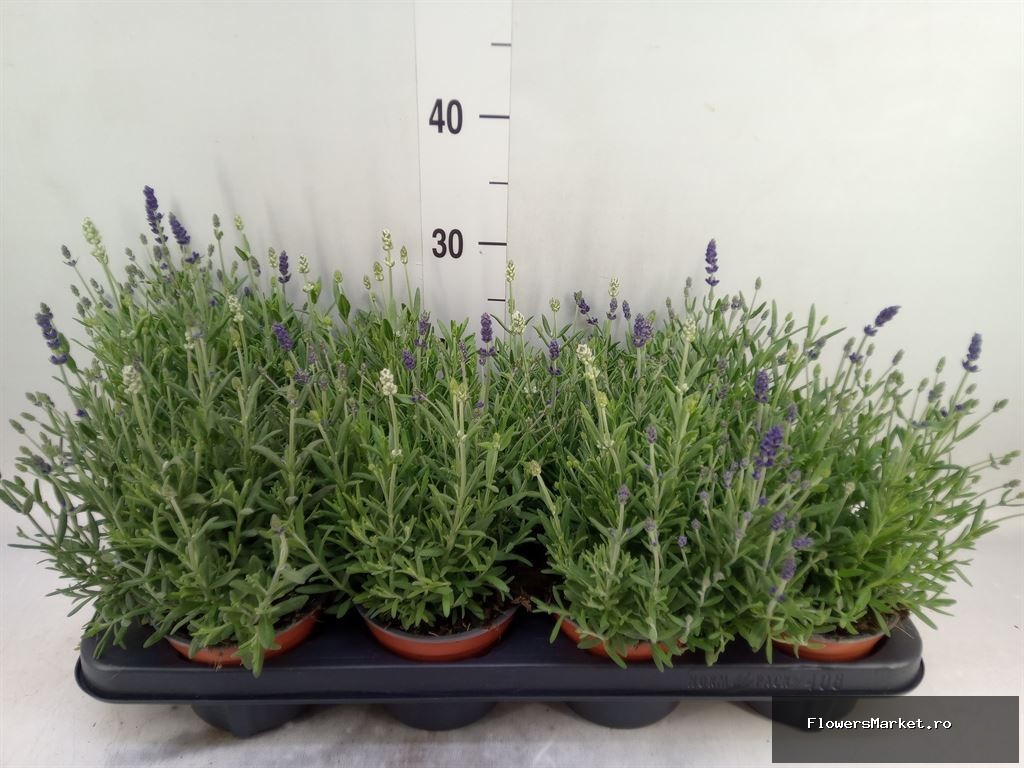Lavandula Ardeche bicolor