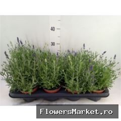 Lavandula Ardeche bicolor