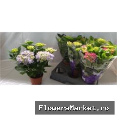 Hydrangea mac. ...mix
