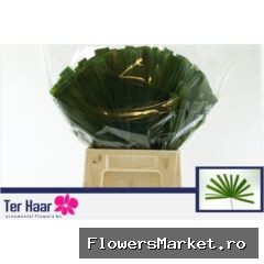Chamaerops Blad