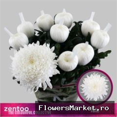Chrysanthemum PL 'Tutu'
