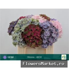 Hydrangea ...mix