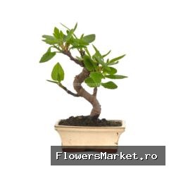 Ficus carica