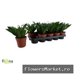 Dracaena frag. 'Compacta'