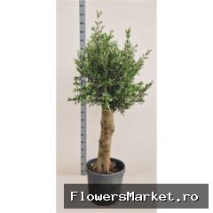 Olea europaea