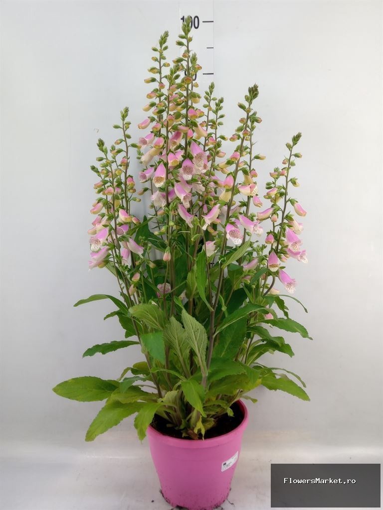 in roze pot