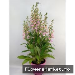 in roze pot
