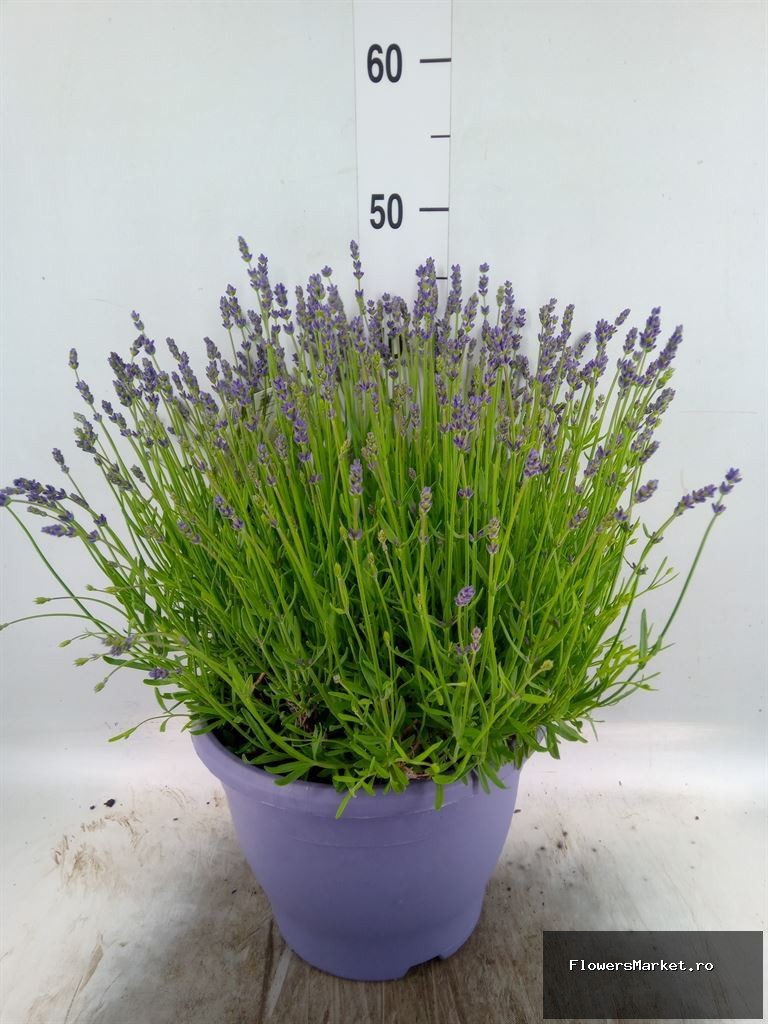 Lavandula Ang. Essence Purple 26 Cm