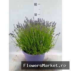 Lavandula Ang. Essence Purple 26 Cm