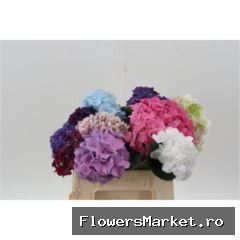 Hydr Rainbow Mix 40cm