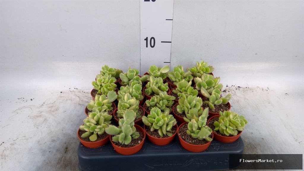 'Cotyledon Ladismithiensis' Varigata