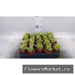 'Cotyledon Ladismithiensis' Varigata
