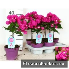 Bougainvillea 'Vera Dp Purple Imp'