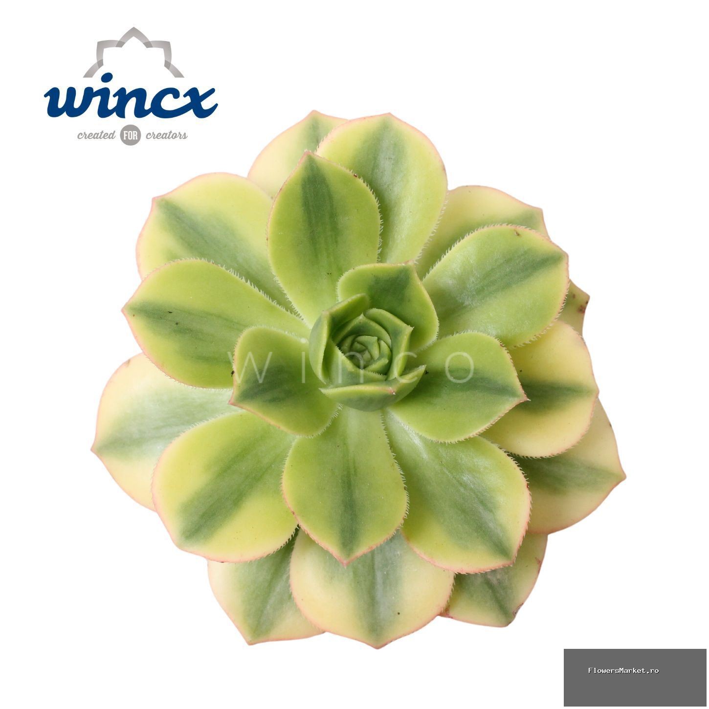 Aeonium Starburst Cutflower Wincx-8cm