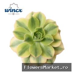 Aeonium Starburst Cutflower Wincx-8cm