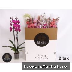 Phalaenopsis   ...mix 10