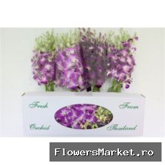 Dendro Dark Color Mix X40