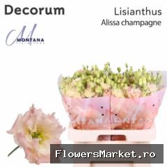 Eustoma russ. DU 'Alissa Champagne'