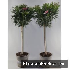 Nerium oleander   ...