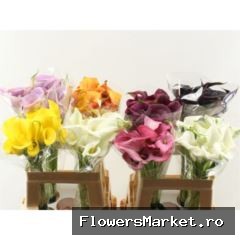 Zantedeschia   ...mix