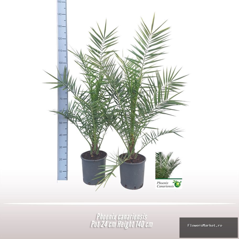 Phoenix canariensis