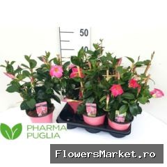 Mandevilla sand. 'Rio Eleg Cor Pk'