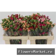 Dianthus TR   ...mix in fust