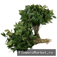 Salal Groot