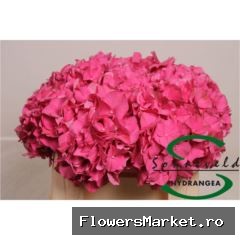 Hydrangea  'Rodeo Red'