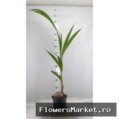 Palmieri GCOCNUCIFE 9212