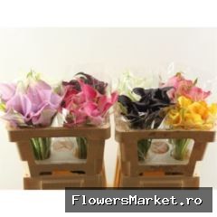 Zantedeschia   ...mix