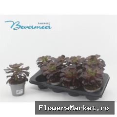 Aeonium arboreum 'Velours'