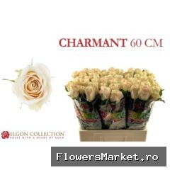 Rosa GR 'Charmant'